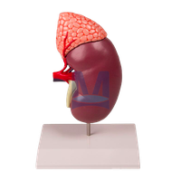 Model ledviny s nadledvinou dvakrát zvětšený, dvoudílný