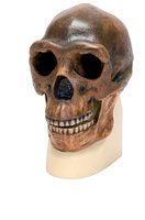 Replika lebky Homo erectus pekinensis (člověk pekingský)