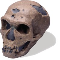 Lebka Homo sapiens neanderthalensis: člověk neandrtálský - vysoce kvalitní provedení
