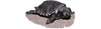 Želva Bahenní mládě (Emys Orbicularis)